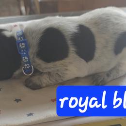 Royal blue boy - Black roan male German Shorthaired Pointer puppy in Dahlonega, Georgia from Pointer Mountain Bird Dogs