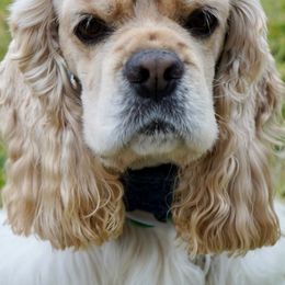 Cocker Spaniels from Once Upon a Time Cockers