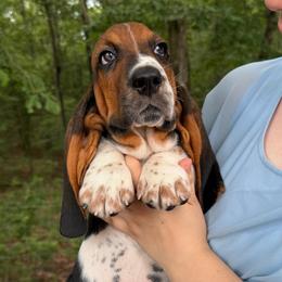 Archie - Black brown and white male Basset Hound puppy in Red Bay, Alabama from Maple Street Bassets