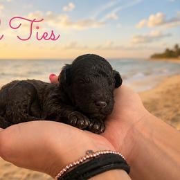 Soul Ties - Chocolate male Goldendoodle puppy in Middletown, Ohio from Lady Doodle Farm