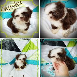 Goldendoodle and Shih Tzu Puppies from Angel Companions Farm