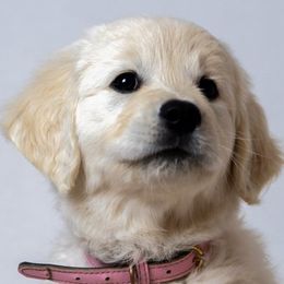 Betsy - Golden Retriever