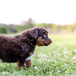 Rip - Red tri male Miniature Australian Shepherd puppy in Yantis, Texas from Marie Mini Aussies