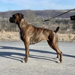 Harper - Boxer