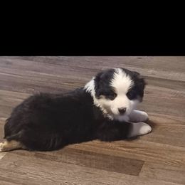 Cash - Black Miniature Australian Shepherd puppy in Hillsville, Virginia from Lottie's Mini Aussies