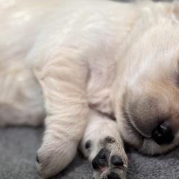 Bernedoodles, Goldendoodles, and Golden Retrievers from A Breed Above Kennels