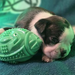 Dahlia (Lyra) - Black brindle and white female Boston Terrier puppy in Kingsport, Tennessee from Irish Heart Bostons