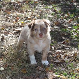 Ozark - Australian Shepherd puppy in Kansas City, Kansas from Lazuli Australian Shepherds
