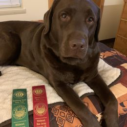 Labrador Retrievers from Maplewood Acres Labradors