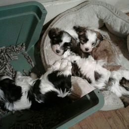 Havanese Puppies from Bedlem Havanese