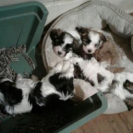 Havanese Puppies from Bedlem Havanese