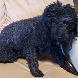 Gracie - Poodle