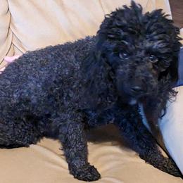 Gracie - Poodle