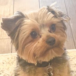 Cody - Yorkshire Terrier