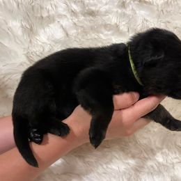 Boy 2 - German Shepherd puppy in Guthrie, Oklahoma from Seelenfeuer German Shepherd Dogs