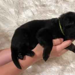 Boy 2 - German Shepherd puppy in Guthrie, Oklahoma from Seelenfeuer German Shepherd Dogs