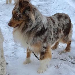 Australian Shepherd All Grown Up from Blackman’s Aussies