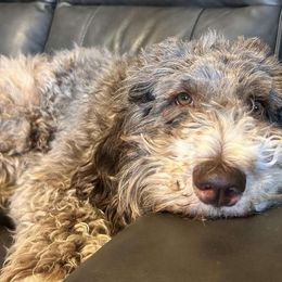 Finley - Sheepadoodle