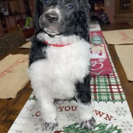 Red Collar - Parti Poodle puppy in Bennett, Colorado from C & S Kennels Standard Poodles
