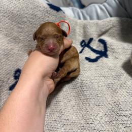 Nemo - Red male Cavapoo puppy in Fort Worth, Texas from Aloha Paradise Poodles LLC