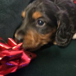 Dachshund Puppies from 4H Farms Dachshunds