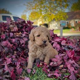 Pluto - Cream male Labradoodle puppy in Genoa City, Wisconsin from Sakura Pups
