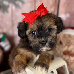 Belle - Red sable female Havanese puppy in Clermont, Florida from Country Sweet Havanese and Creative Coaching