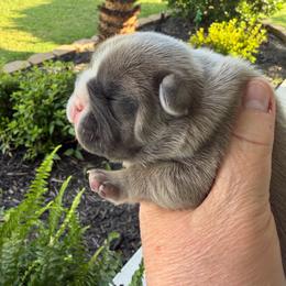 Grey - Blue fawn male French Bulldog puppy in Jacksonville, North Carolina from Southern Comfort French Bulldogs