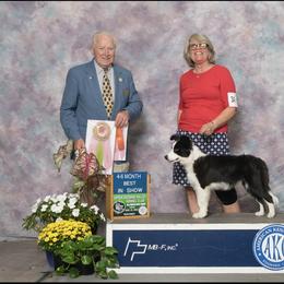 Border Collie Puppies from Tamara Cline