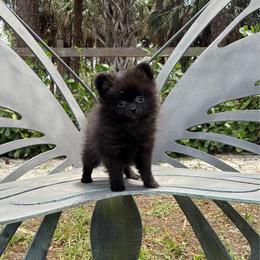 Tiny Beauty - Black female Pomeranian puppy in Naples, Florida from 🤎 Dreaming Puppies 🐶