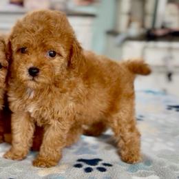 Buzz - Apricot male Goldendoodle puppy in Pensacola, Florida from Goldendoodles Love You in Pensacola Friend Edition