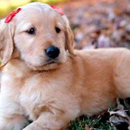 Golden Retriever Puppies from Golden Bunns Retrievers