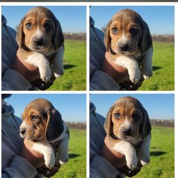 Beagle Puppies from Vega Valley Beagles