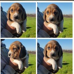 Beagle Puppies from Vega Valley Beagles