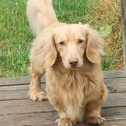 Shaggy - Dachshund