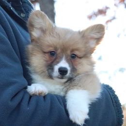 Cinnamon (Fluffy) - Sable and white female American Corgi puppy in Fayetteville, Arkansas from Intergalactic Corgis