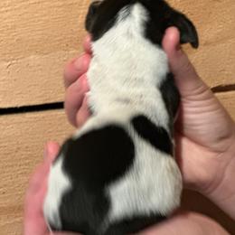 Female 1 - Black brown and white female Basset Hound puppy in Lindley, New York from Hill Top Basset Hounds & Cane Corso
