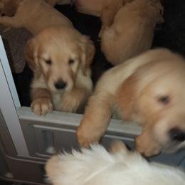 Golden Retriever Puppies from Stellar Acres Golden Retrievers
