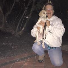 "Deb with Grantulla Korkoro (imp. Australia)" Azawakh Puppies from Kel Simoon Azawakh