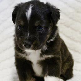 Mrs Peacock - female Toy Australian Shepherd puppy in Lowgap, North Carolina from Ramblin’ Rose Mini's