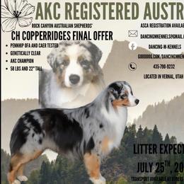 Australian Shepherd puppies from Dancing M Kennels