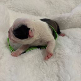 Boy 2 - Brindle and white male Boston Terrier puppy in Sunnyside, Washington from Boston Terriers
