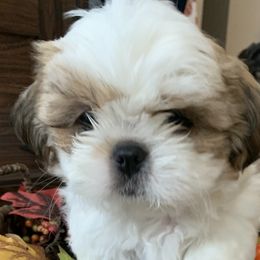 Shih Tzus from Jazmine’s Shih Tzu Pups