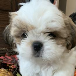 Shih Tzus from Jazmine’s Shih Tzu Pups