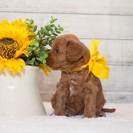 Australian Labradoodle Puppies from Integrity Labradoodles