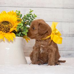 Australian Labradoodle Puppies from Integrity Labradoodles