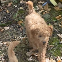 Minnie - Goldendoodle puppy from Danielle's Doodles