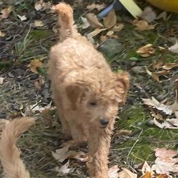 Minnie - Goldendoodle puppy from Danielle's Doodles
