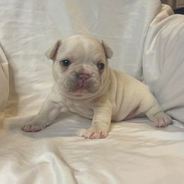 Boxers and French Bulldogs from Blue line French Bulldogs and Boxers