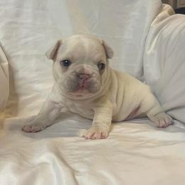 Boxers and French Bulldogs from Blue line French Bulldogs and Boxers